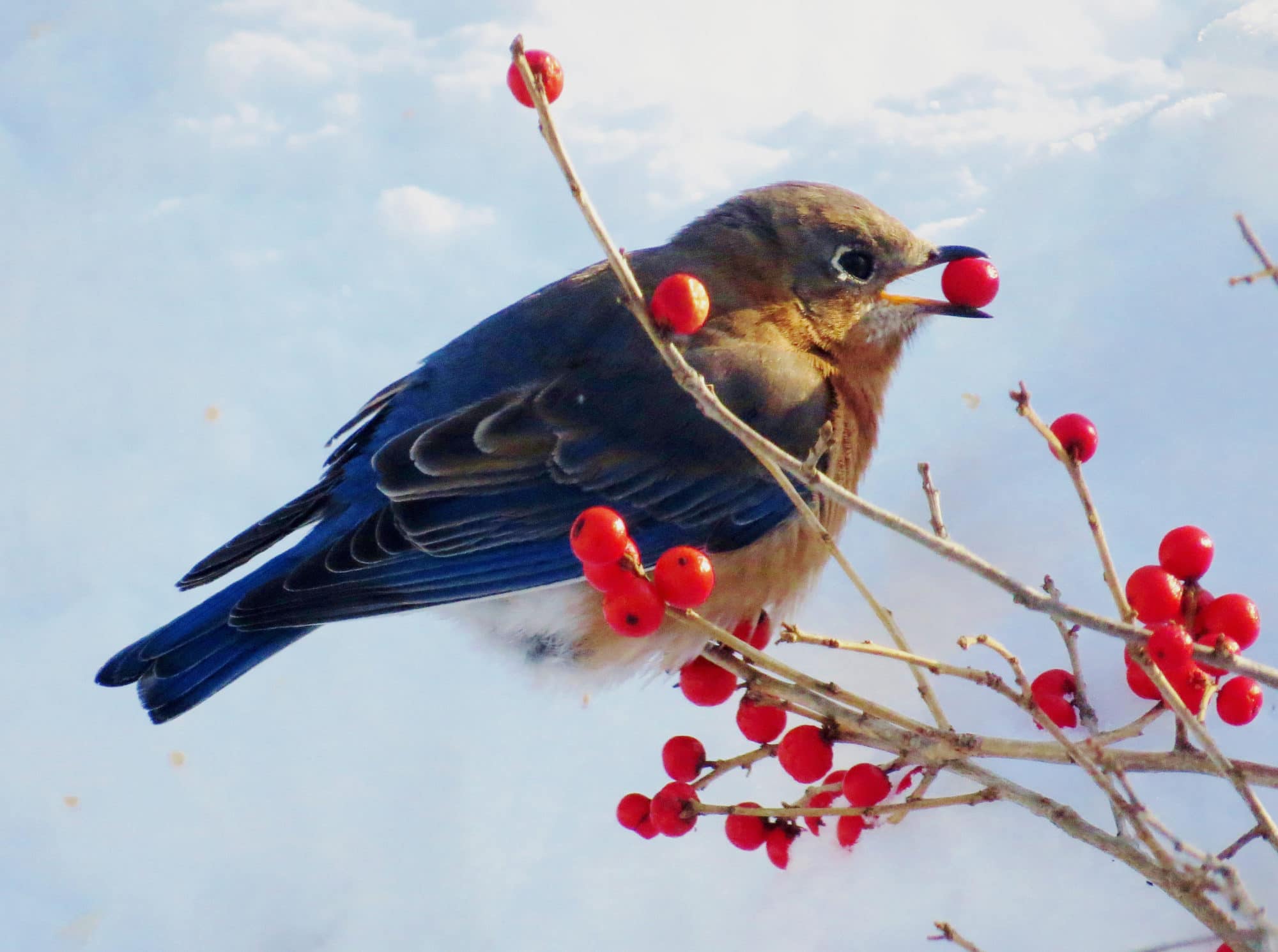 An Eastern Bluebird dines on winterberry holly. (photo © Meade Cadot)
