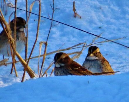 White-throated Sparrows, recorded during the 2017 Christmas Bird Count. (photo © Meade Cadot)