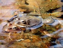 Two wood frogs in amplexus in a Peterborough vernal pool. (photo © Cynthia Nichols))