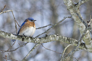 Easterm Bluebird sitting on a branch.