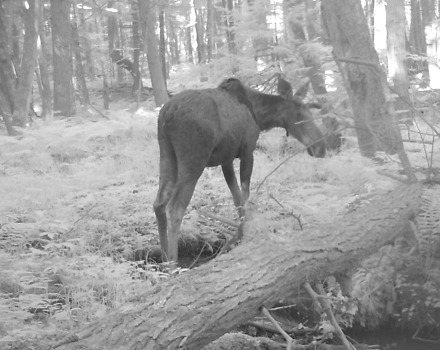 One of three moose documented by trail cams during a wildlife survey of the Granite Lake Headwaters property. (photo © Taylor White)