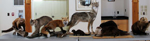 An assortment of taxidermied mammals from the Harris Center's teaching collection. (photo © Brett Amy Thelen)