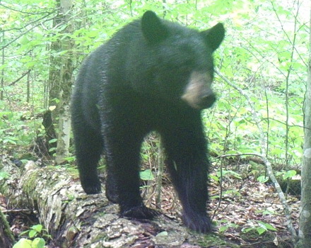 A black bear walks past a trail cam on the Granite Lake Headwaters property. (photo © Taylor White)