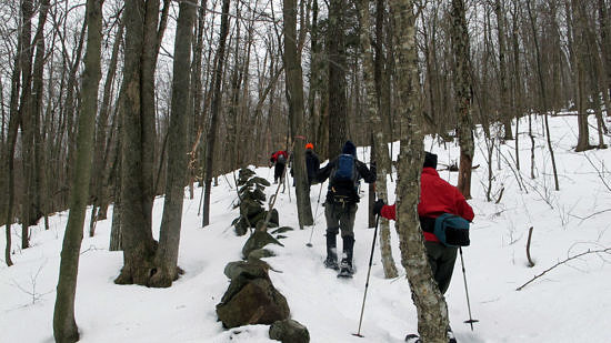 A group of hikers snowshoe uphill along a stone wall. (photo © Russ Cobb)