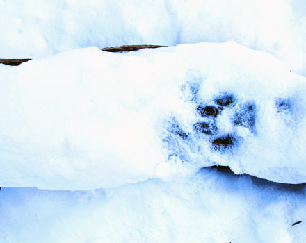 A bobcat track in the snow. (photo © Brett Amy Thelen)