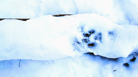 A bobcat track in the snow. (photo © Brett Amy Thelen)