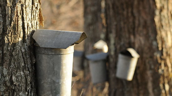 Metal buckets hanging on trees to collect sap. (photo © Putneypics)