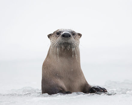 A North American river otter on the ice. (photo © Charlie Hamilton James/PBS Nature)