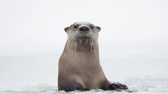 A North American river otter on the ice. (photo © Charlie Hamilton James/PBS Nature)
