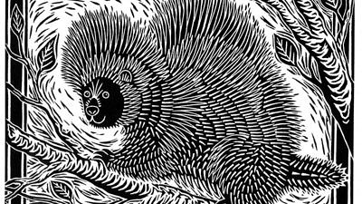 A woodcut illustration of a porcupine. (artwork © Kim Cunningham)