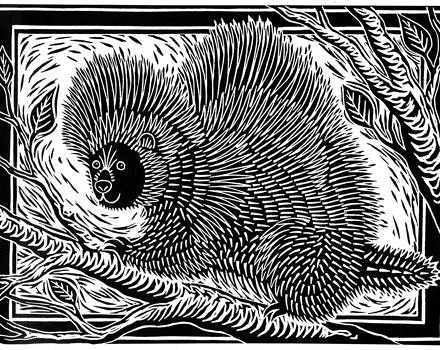 A woodcut illustration of a porcupine. (artwork © Kim Cunningham)