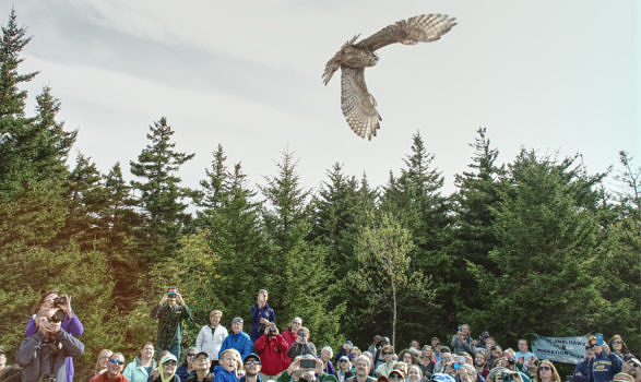 A rehabilitated raptor is released back to the wild at the Pack Monadnock Raptor Observatory. (photo © Andre Moraes)