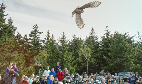 A rehabilitated raptor is returned to the wild on Raptor Release Day 2018. (photo © Andre Moraes)