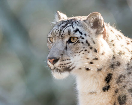 A snow leopard stares into the distance. (photo © Eric Kilby via the Flickr Creative Commons license)