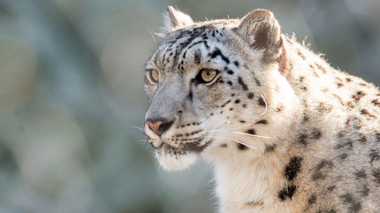 A snow leopard stares into the distance. (photo © Eric Kilby via the Flickr Creative Commons license)