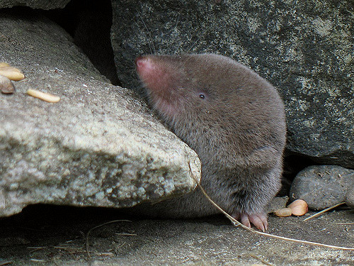 A Short-tailed Shrew pokes its head out of a stone wall. (photo © Gilles Gonthier)