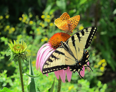 A fritillary and a swallowtail share space on a coneflower in the Harris Center's pollinator garden. (photo © Brett Amy Thelen)