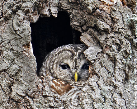 A Barred Owl peers out from a tree cavity. (photo © Mark Wilson / Eyes on Owls)