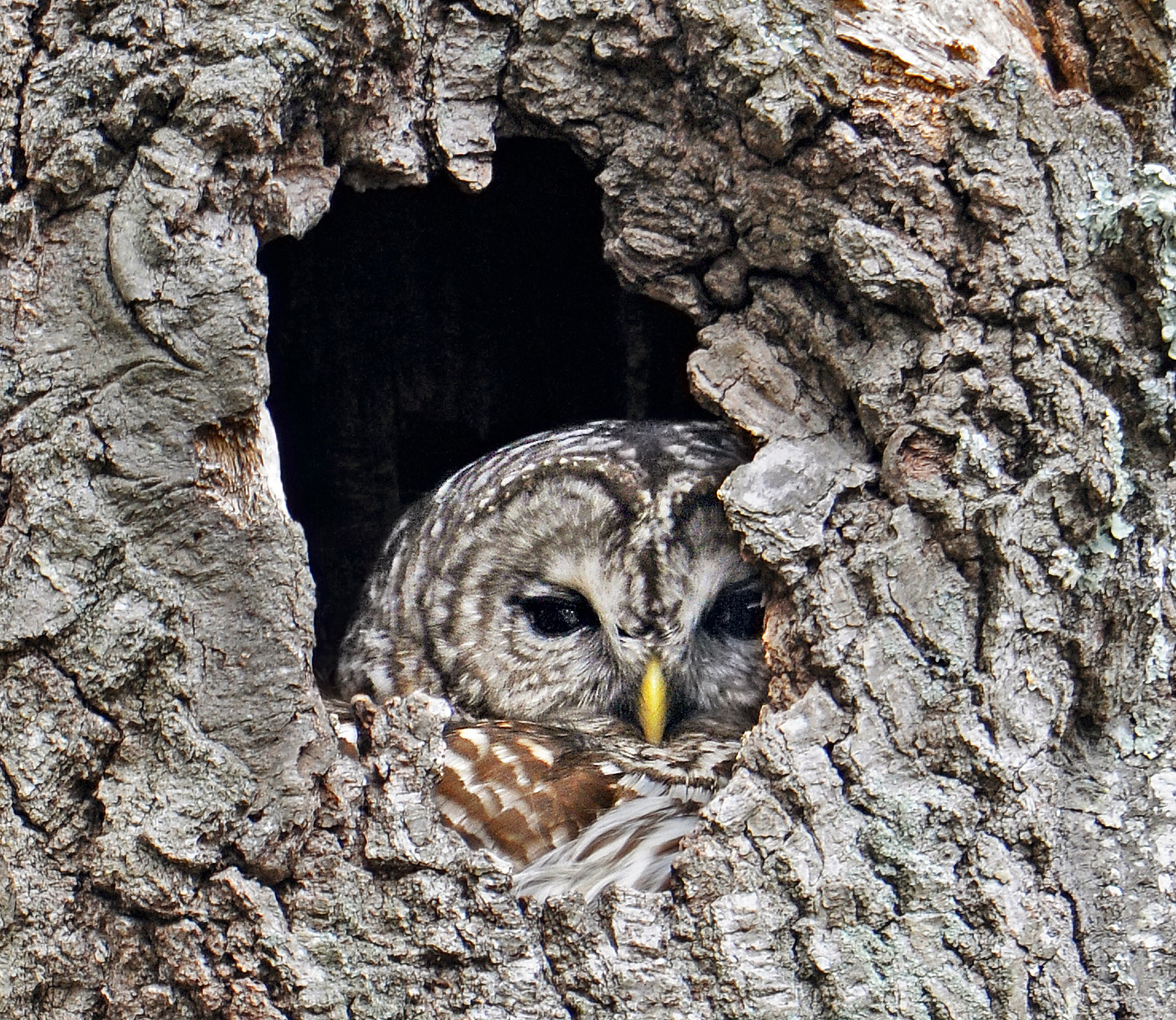 A Barred Owl peers out from a tree cavity. (photo © Mark Wilson / Eyes on Owls)