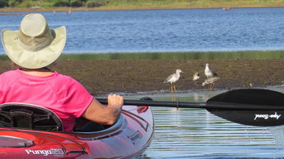 A kayaker observes sandpipers on Powdermill Pond. (photo © Meade Cadot)