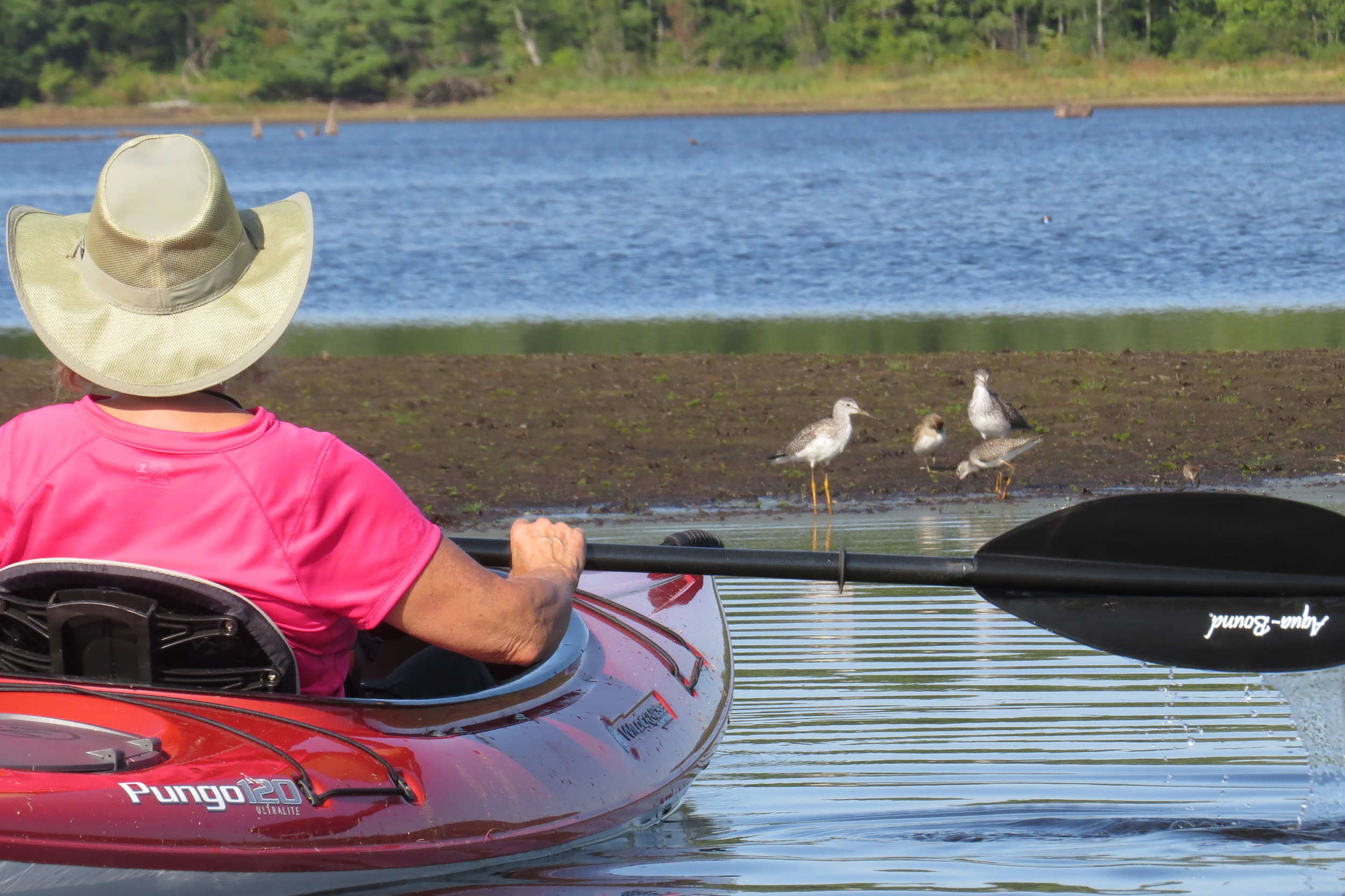 A kayaker observes sandpipers on Powdermill Pond. (photo © Meade Cadot)