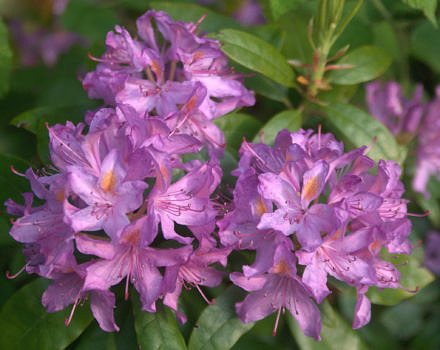Wild rhododendron flowers. (photo © Brian Fuller via the Flickr Creative Commons)