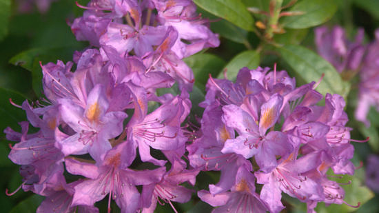 Wild rhododendron flowers. (photo © Brian Fuller via the Flickr Creative Commons)