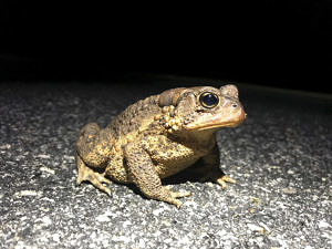 A toad pauses in a road. (photo © Brett Amy Thelen)