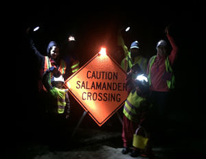Six people wearing reflective vests and carrying flashlights stand next to a sign that says, "Caution Salamander Crossing." (photo © Sarah Murphy)