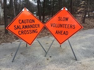 Two flourescent orange road signs, one that says "Caution Salamander Crossing" and one that says "Slow Volunteers Ahead." (photo © Sarah Murphy)