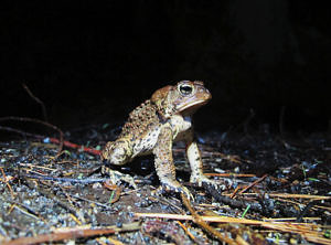 An American toad stands tall. (photo © Brett Amy Thelen)