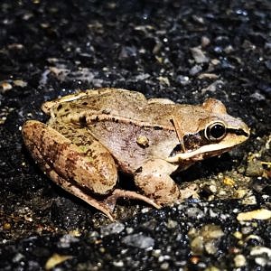 A cold wood frog pauses in the road. (photo © Brett Amy Thelen)