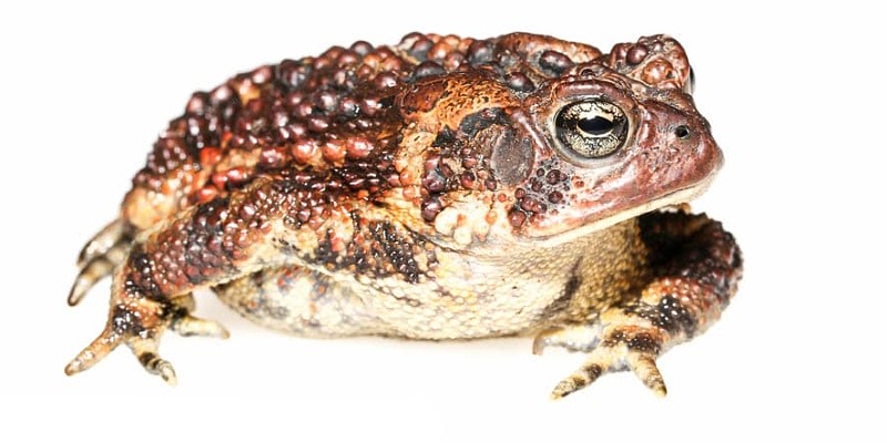 American toad. (photo © Dave Huth)
