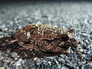 A gray tree frog hunkers down while crossing a paved road. (photo © Brett Amy Thelen)