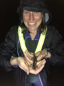 A woman in a reflective vest and rain jacket smiles while holding a spotted salamander. (photo © Abigail Touchet)