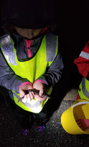 A girl wearing a reflective vest holds a spotted salamander. (photo © Sara Brazer)