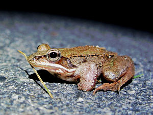 A wood frog pauses on the road, with a pine needle stuck to its face. (photo © Brett Amy Thelen)