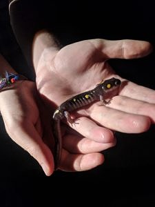 Two hands holding a spotted salamander. (photo © Janessa Palmer)