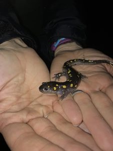 Two hands holding a spotted salamander. (photo © Abigail Touchet)