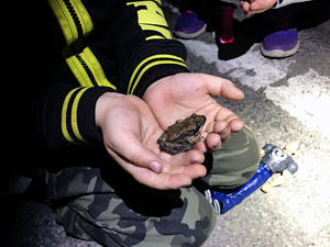 A boy cradles a wood frog in his hands. (photo © Brett Amy Thelen)