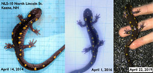 Three different photos of the same spotted salamander, taken in 2014, 2016, and 2019, respectively.