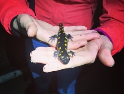A person in a red rain jacket holds a spotted salamander in their hands. (photo © Brett Amy Thelen)