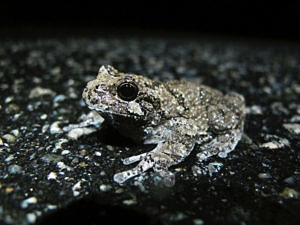 A gray tree frog is well camouflaged against the road pavement. (photo © Brett Amy Thelen)