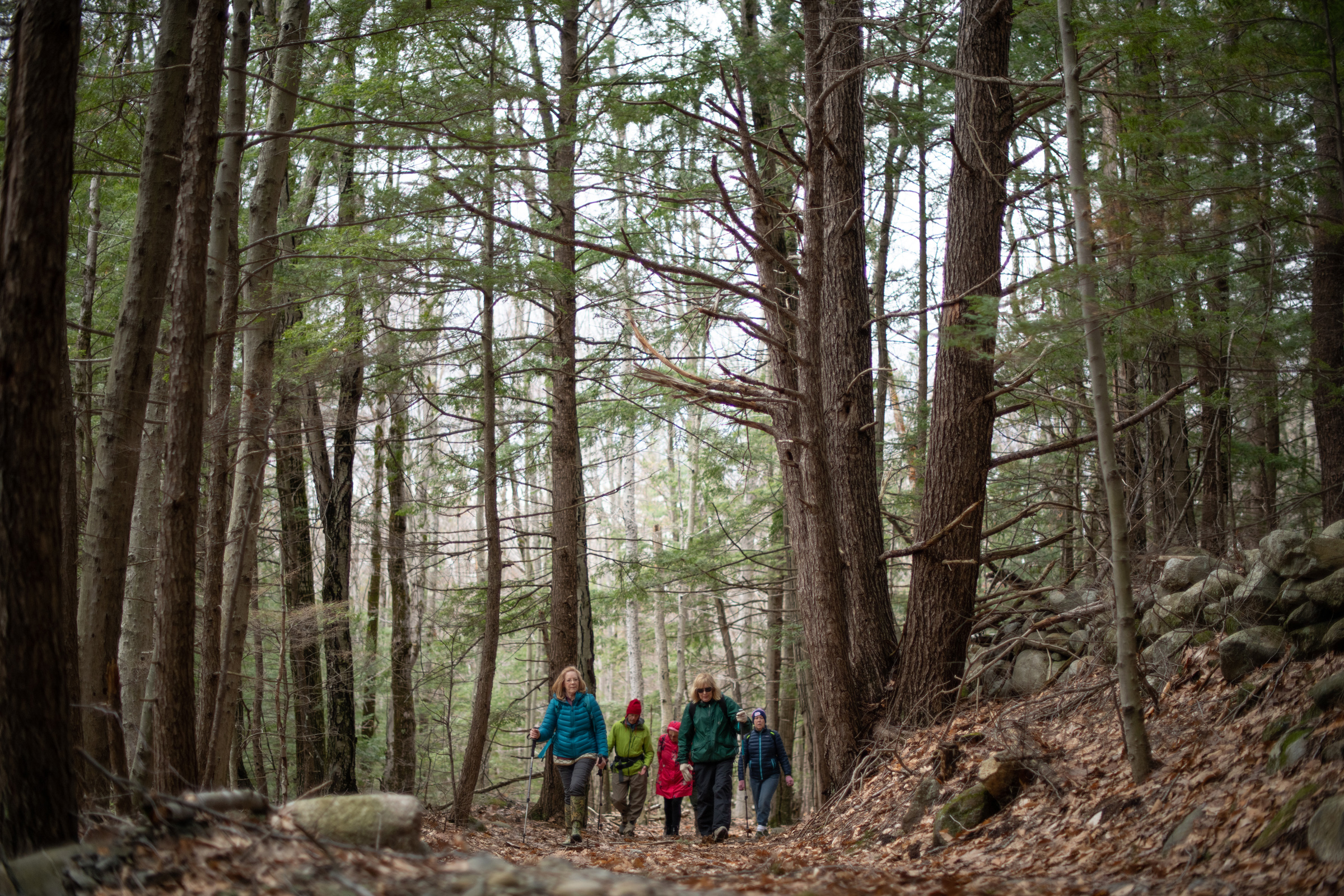 A group of people hike through the woods. (photo © Ben Conant)