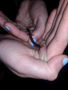 Two hands hold a redbacked salamander. (photo © Evan Meeker)