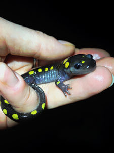 A hand holds a small spotted salamander. (photo © Sarah Murphy)