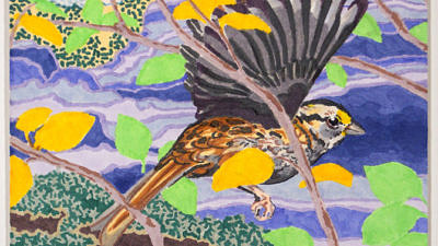 Colorful drawing of a White-throated Sparrow by Lauryn Welch