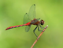 A meadowhawk dragonfly. (photo © Frank Gorga)