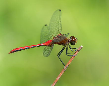 A Meadowhawk dragonfly alights on a twig. (photo © Frank Gorga)