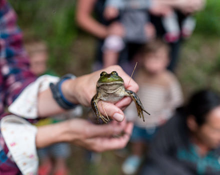 Hands hold a bullfrog. (photo © Ben Conant)